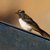 Pavik cernobily - Rhipidura leucophrys - Willie-wagtail 8631